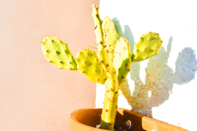 Immagine Photogallery DSC_0029-aspect-ratio-1920-1280